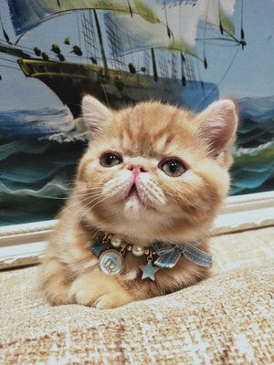 Pet New Year&