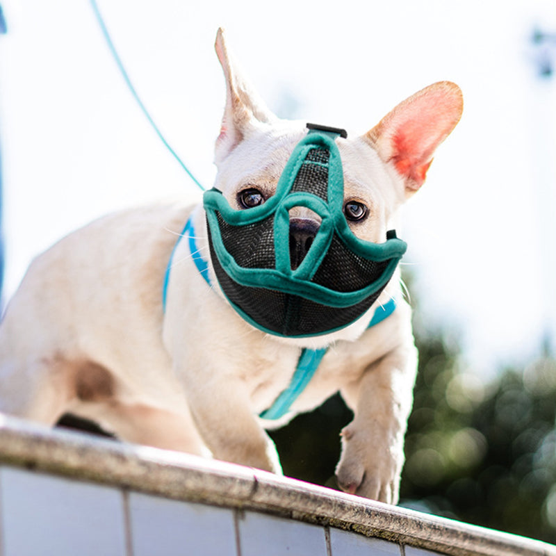 Short-mouthed Dog Cover