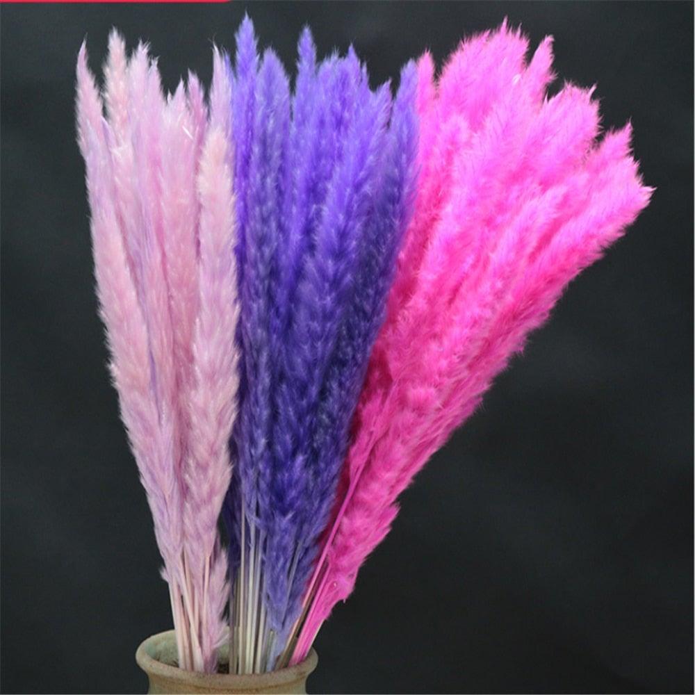 Home Store Wedding Bulrush Natural Dried Flowers Small Pampas Grass Phragmites Communis Decoration for Floor Vase Filler for Living Room Kitchen Decor
