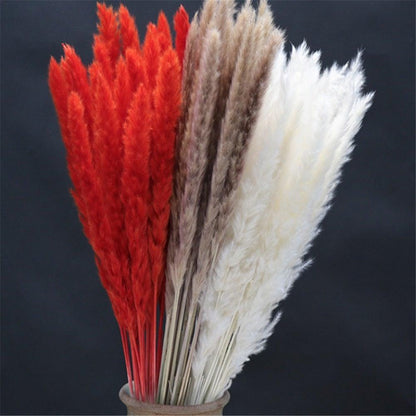 Home Store Wedding Bulrush Natural Dried Flowers Small Pampas Grass Phragmites Communis Decoration for Floor Vase Filler for Living Room Kitchen Decor