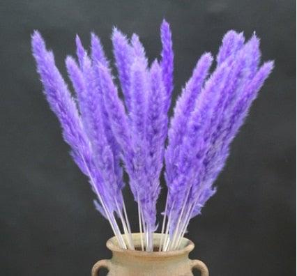 Home Store Wedding Bulrush Natural Dried Flowers Small Pampas Grass Phragmites Communis Decoration for Floor Vase Filler for Living Room Kitchen Decor