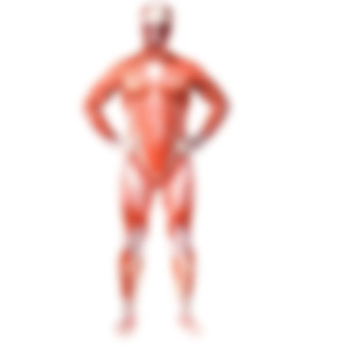 Muscle Man Costumes
